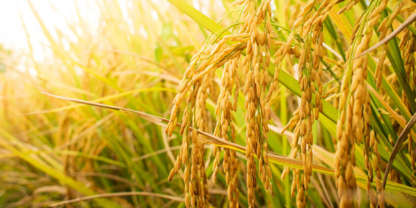 TARI Uyole launches drought tolerant rice growing project - Media Wire ...